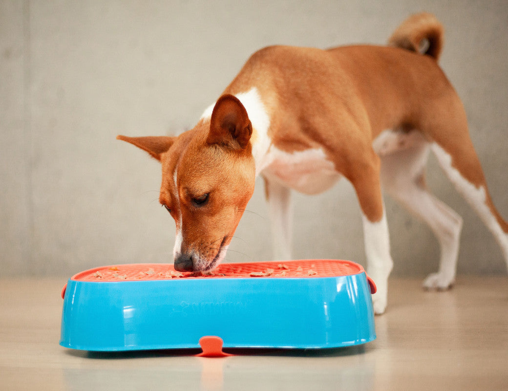 4-in-1 Slow Feeder Dog Bowl - Blue Bowl and Warm Ocean Red Lickmat